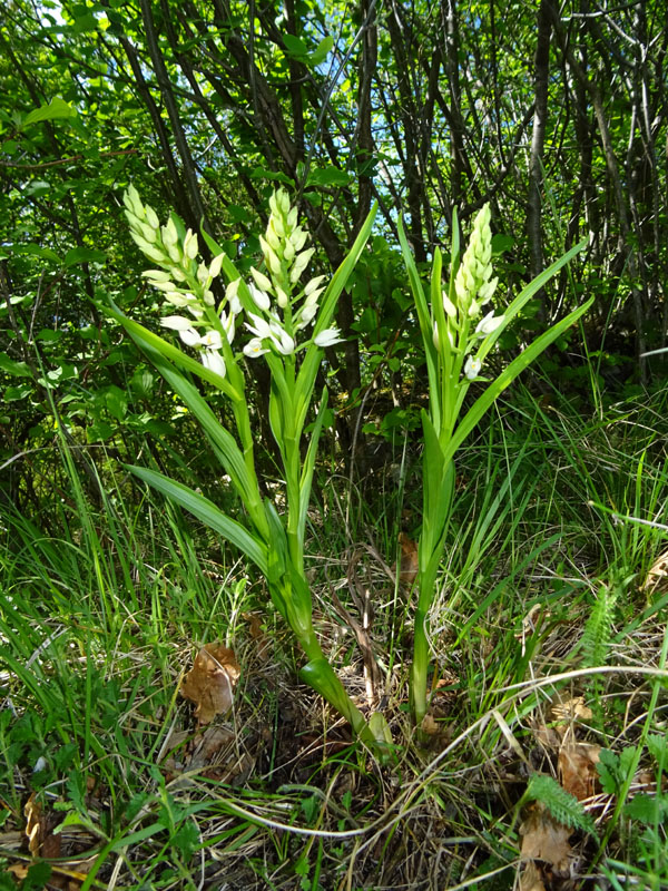 una longifolia con 2 steli.....anomalia ? (: fasciazione)